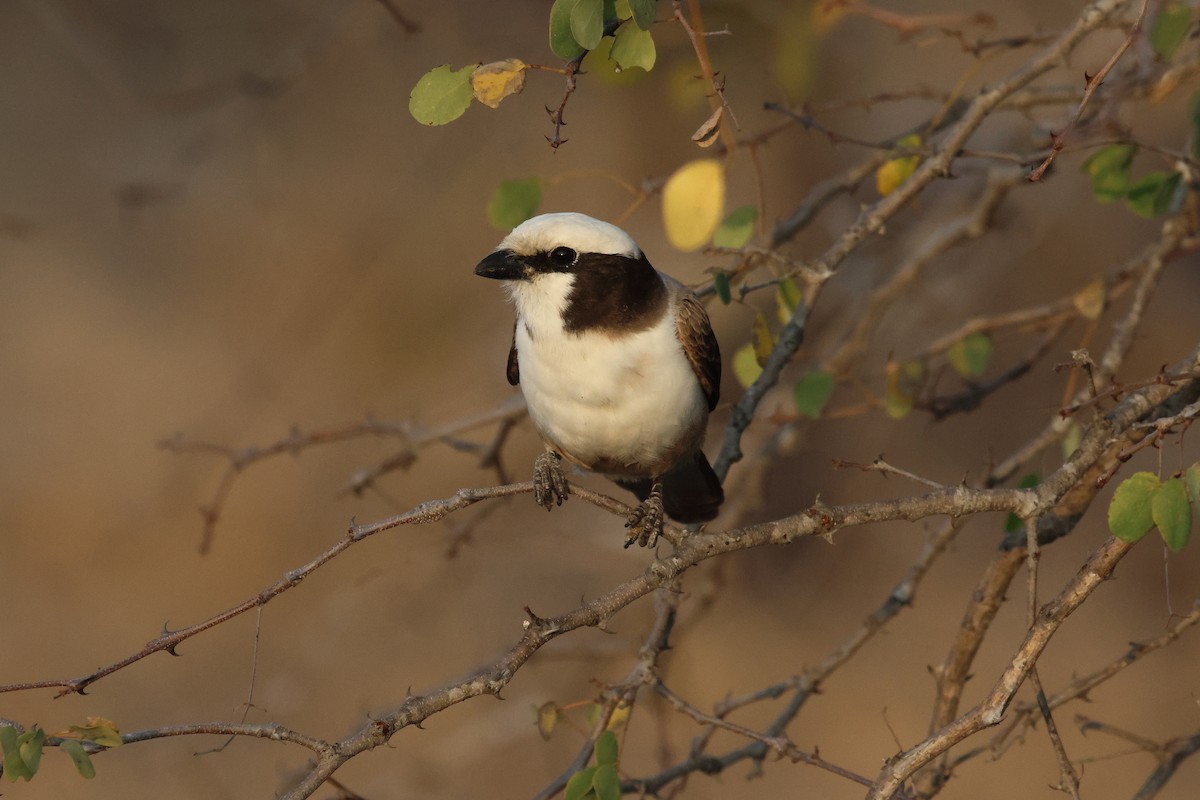 White-crowned Shrike - Dennis Fee