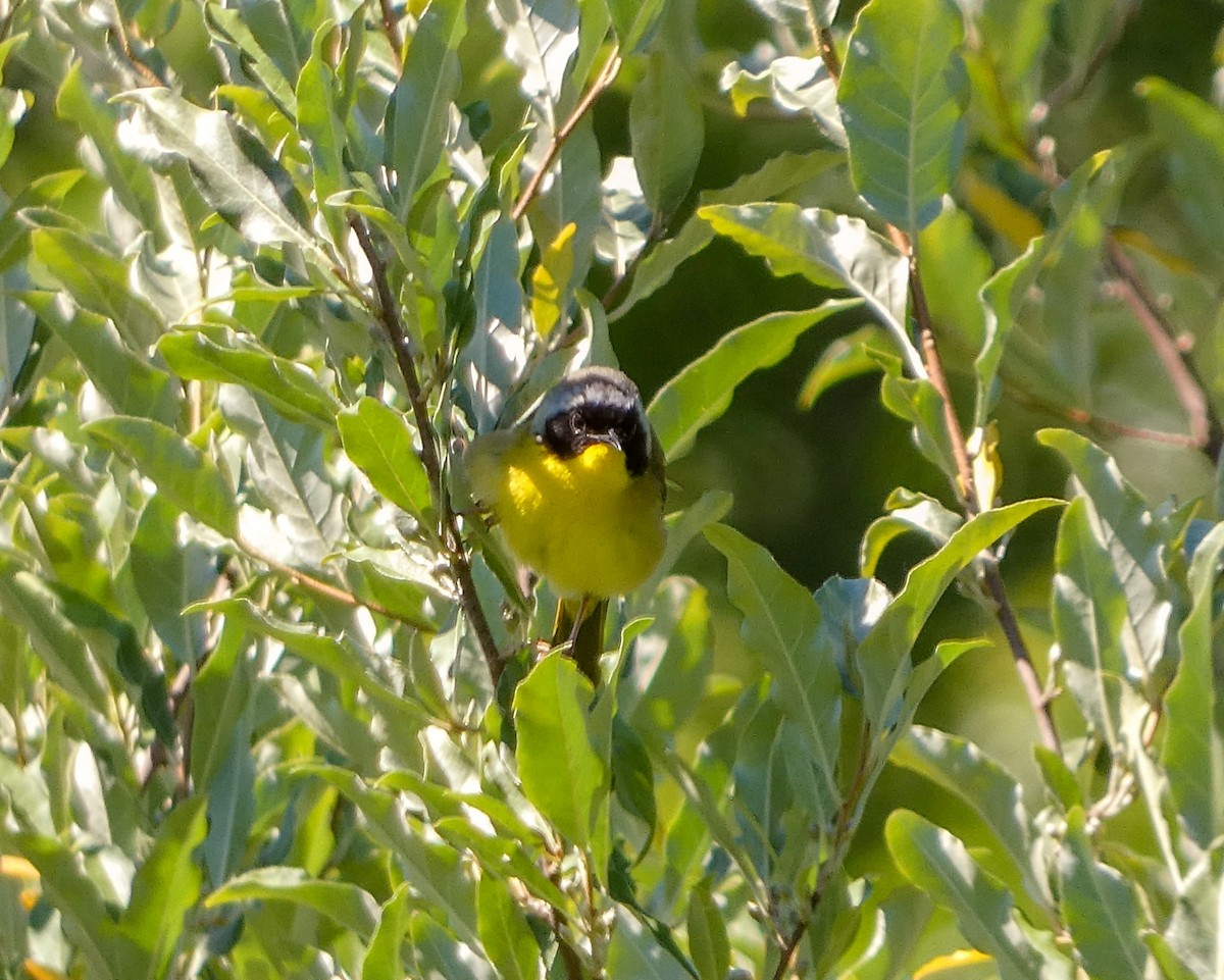 Common Yellowthroat - ML620460610