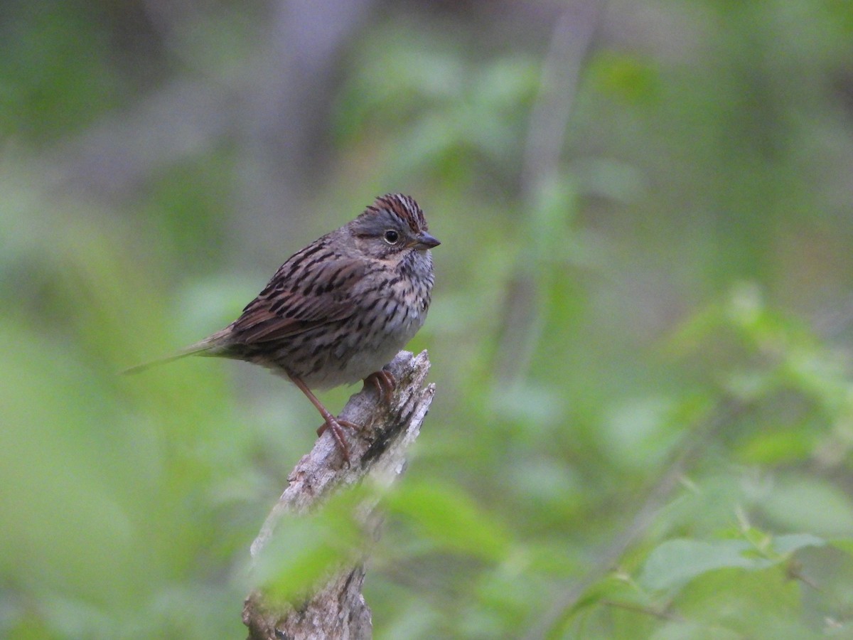 Lincoln's Sparrow - ML620460617