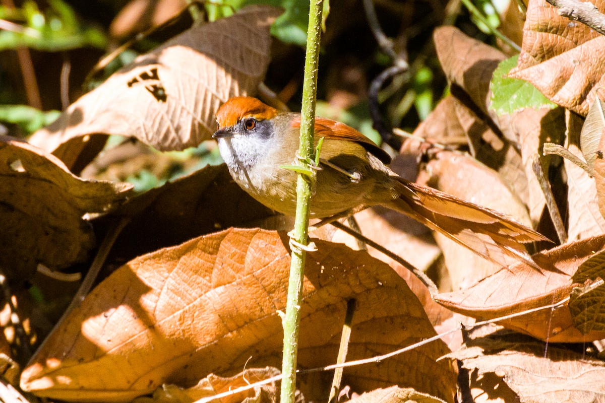 Rufous-capped Spinetail - ML620460621
