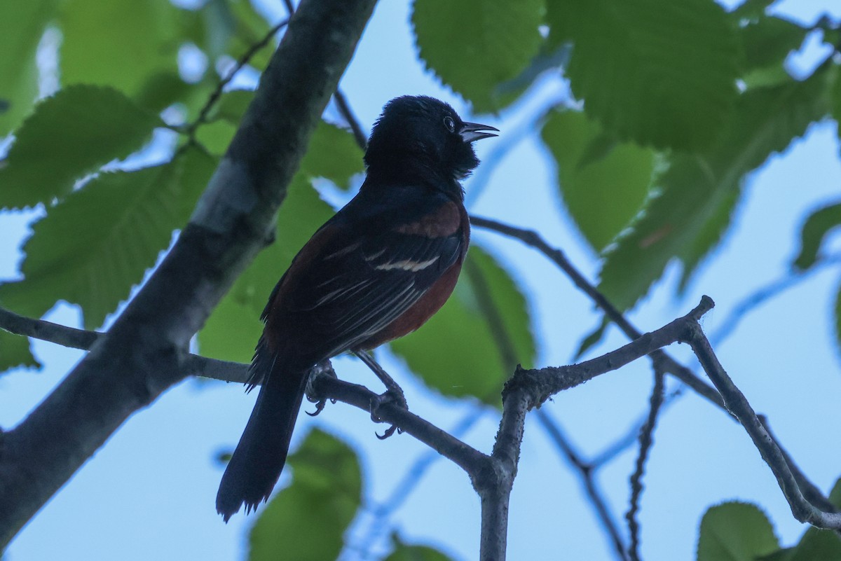 Orchard Oriole - ML620460626