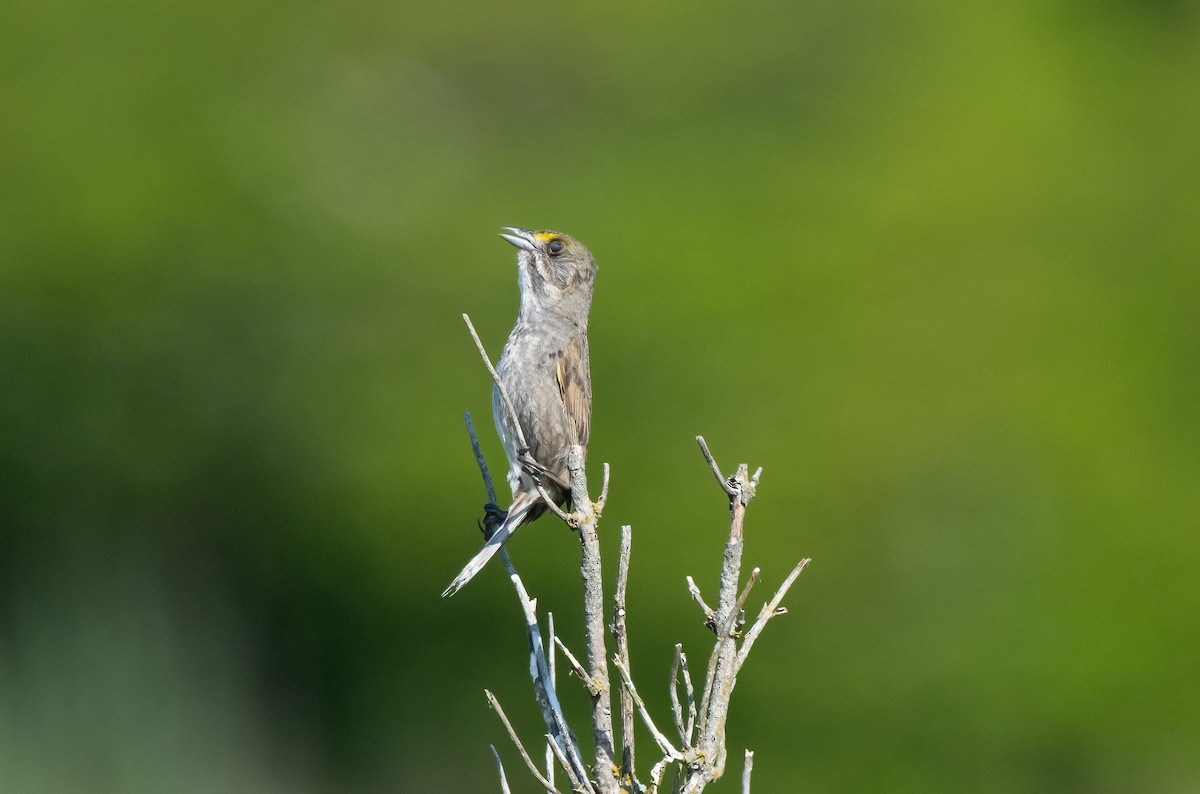 Seaside Sparrow - ML620460630