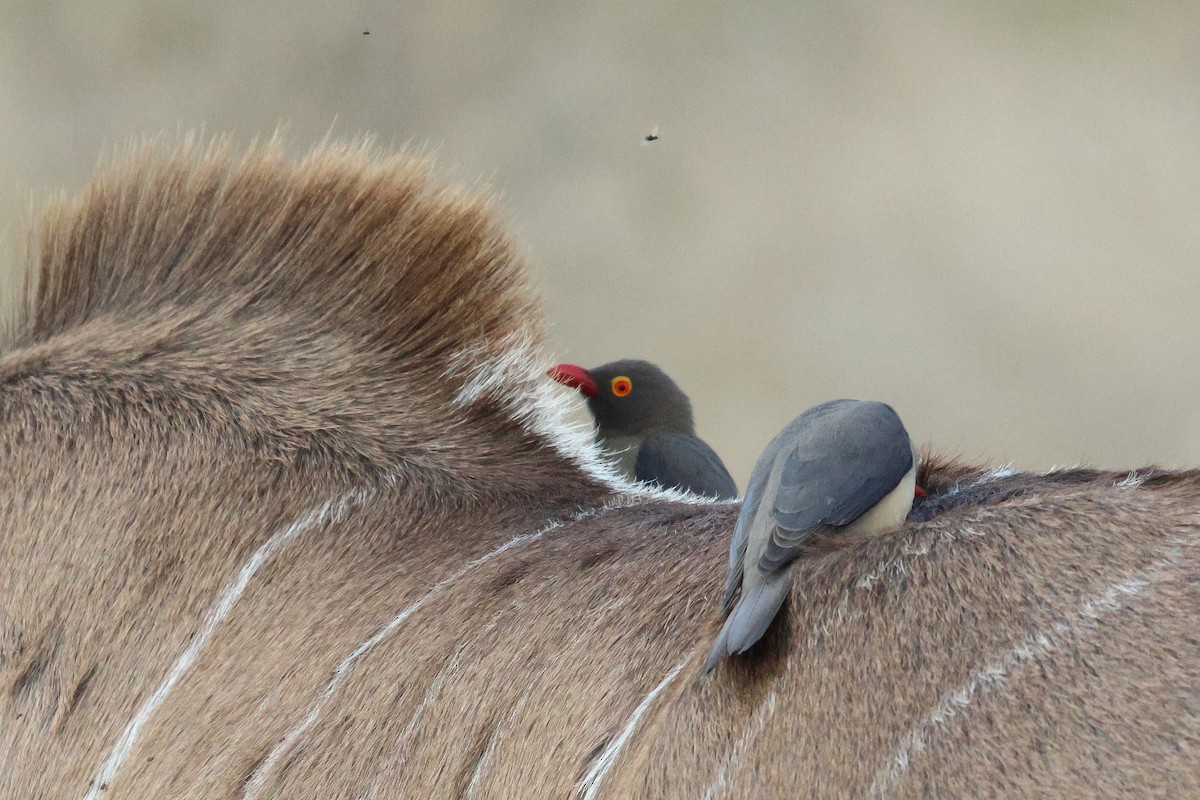 Red-billed Oxpecker - ML620460635