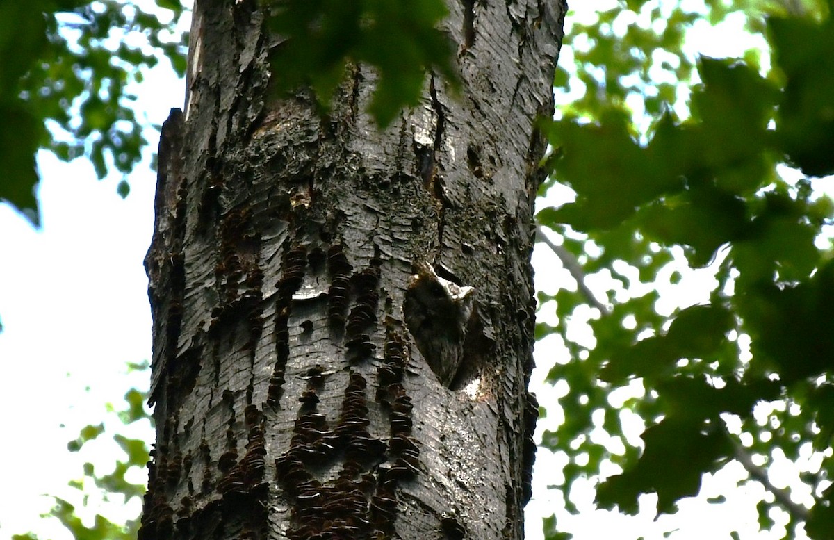 Eastern Screech-Owl - ML620460636