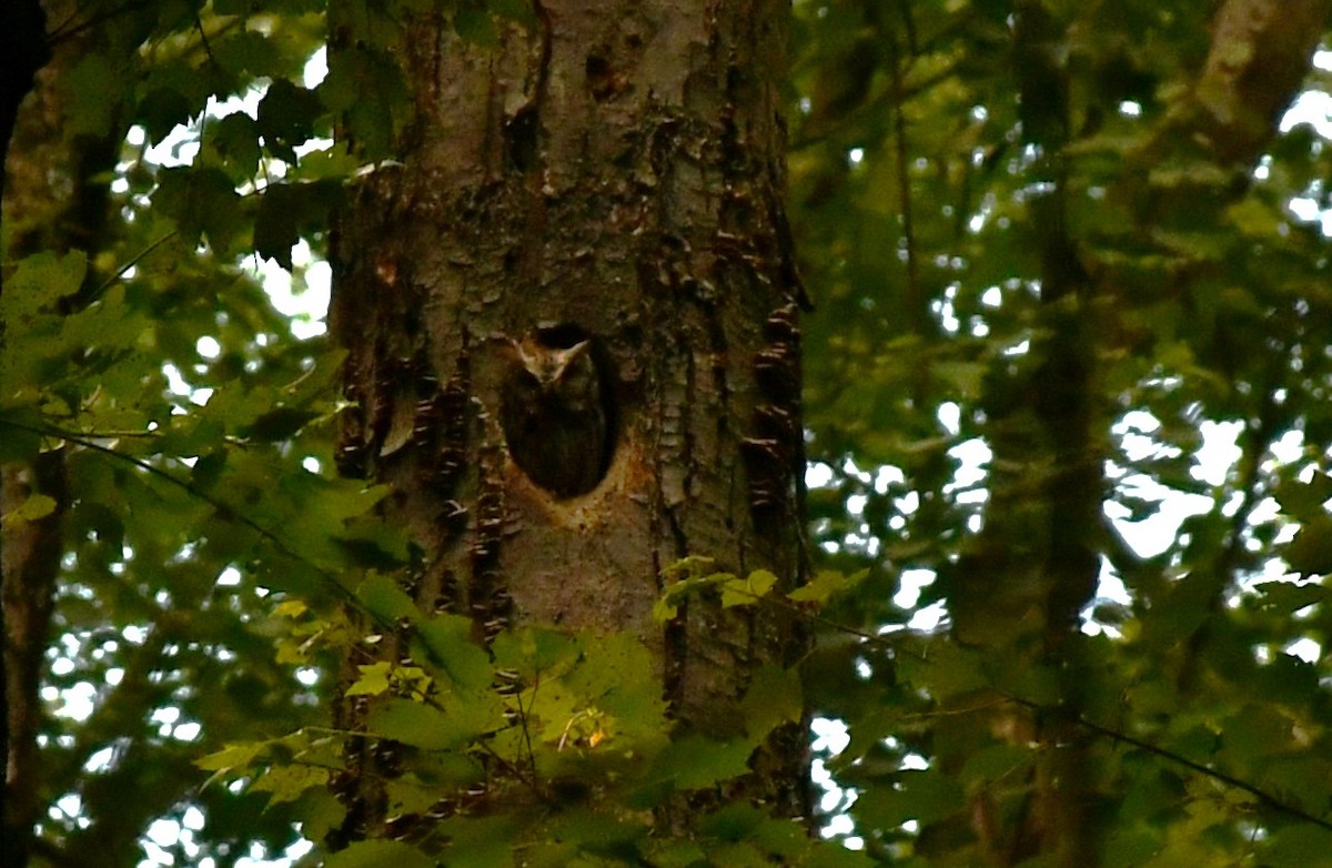 Eastern Screech-Owl - ML620460637