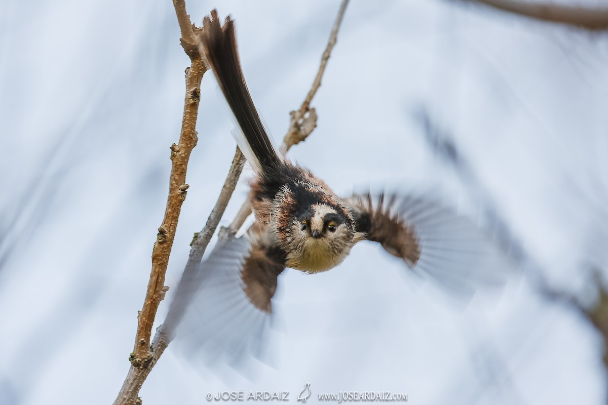 Сүүлт хөх бух - ML620460638