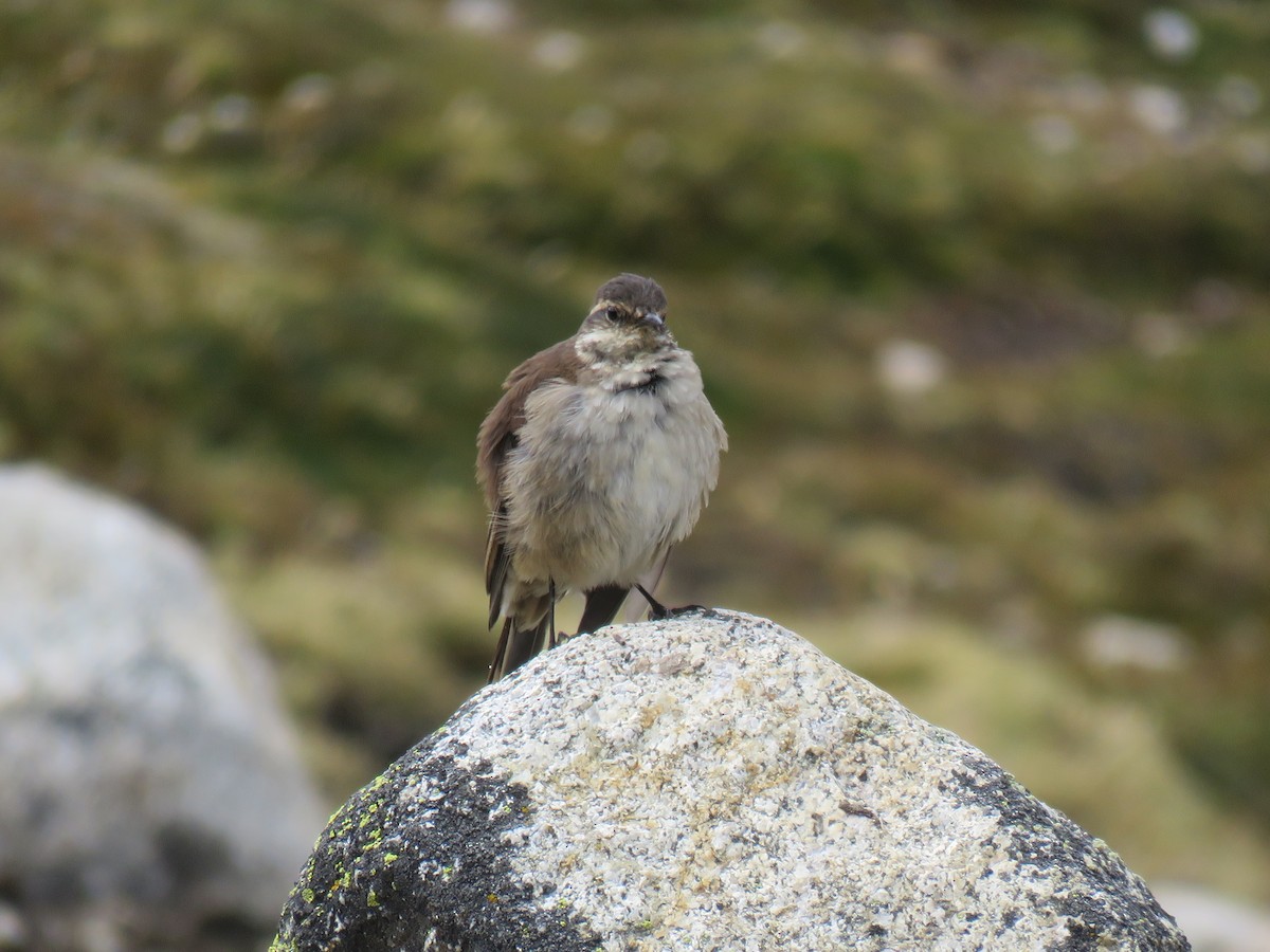 Cream-winged Cinclodes - ML620460640