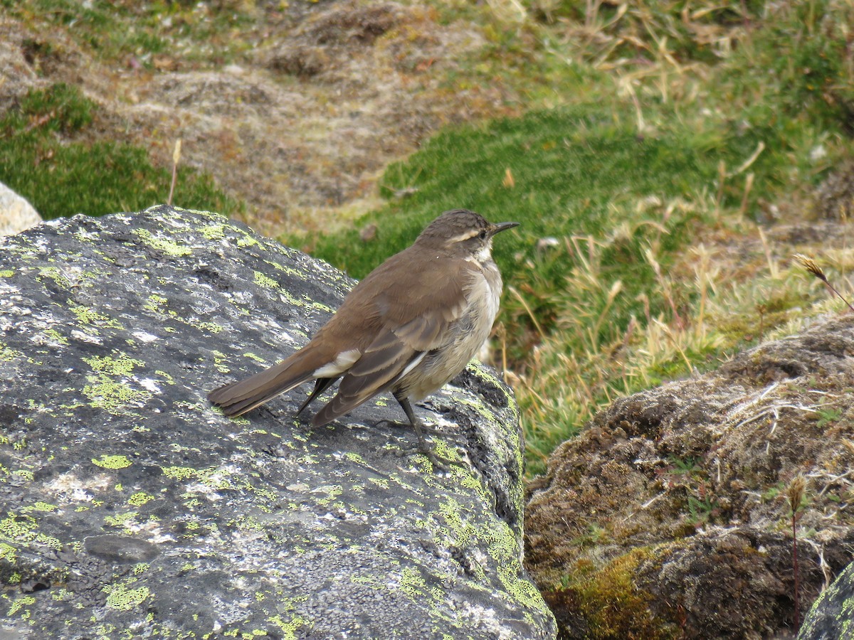 Cream-winged Cinclodes - ML620460642