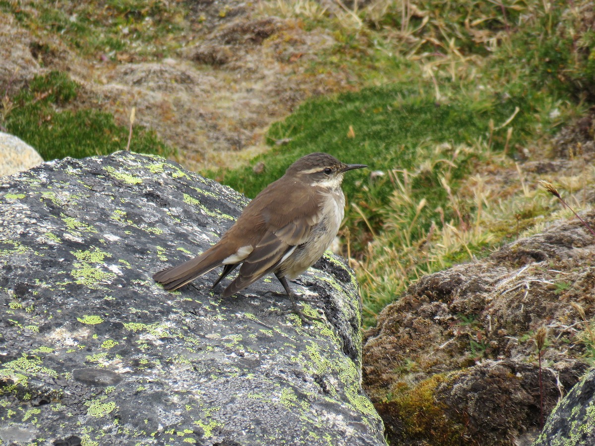 Cream-winged Cinclodes - ML620460643