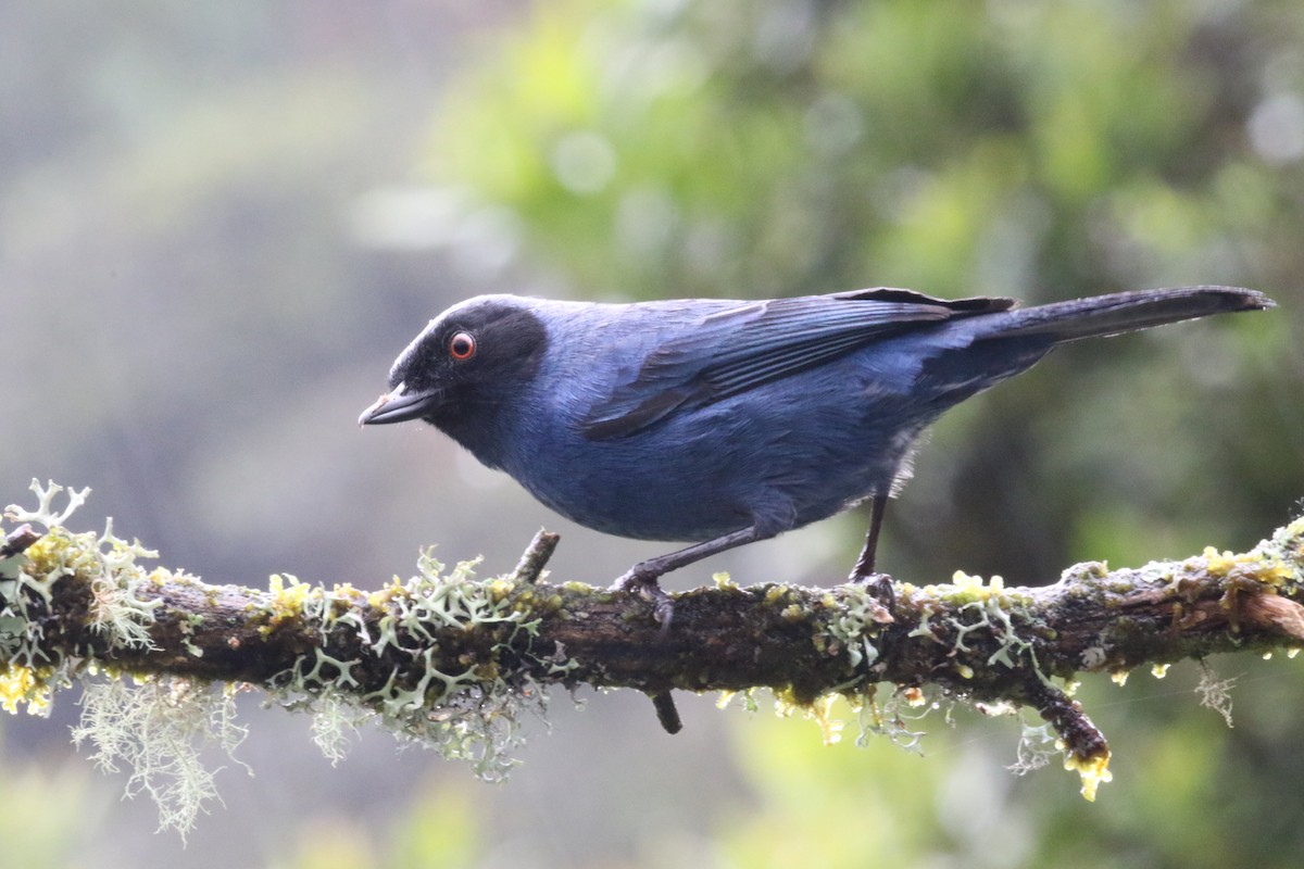 Masked Flowerpiercer - ML620460645