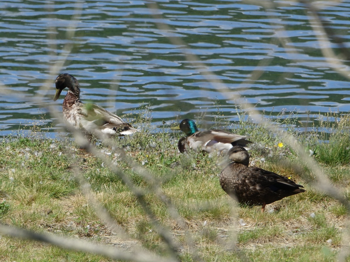 Canard colvert - ML620460647