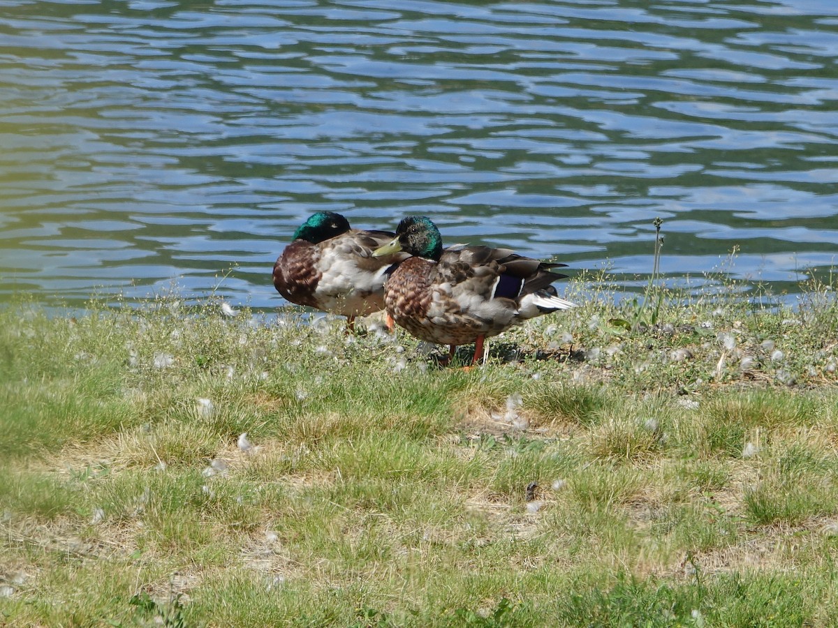 Canard colvert - ML620460649