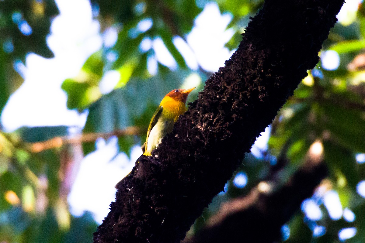 Rufous-headed Tanager - ML620460654