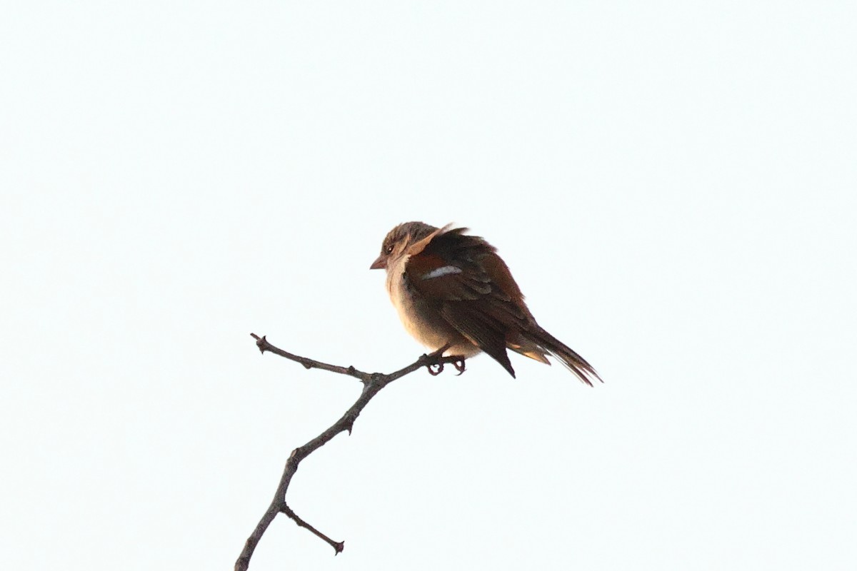 Southern Gray-headed Sparrow - ML620460656