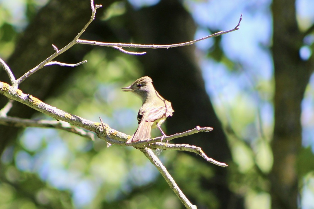 Great Crested Flycatcher - ML620460658