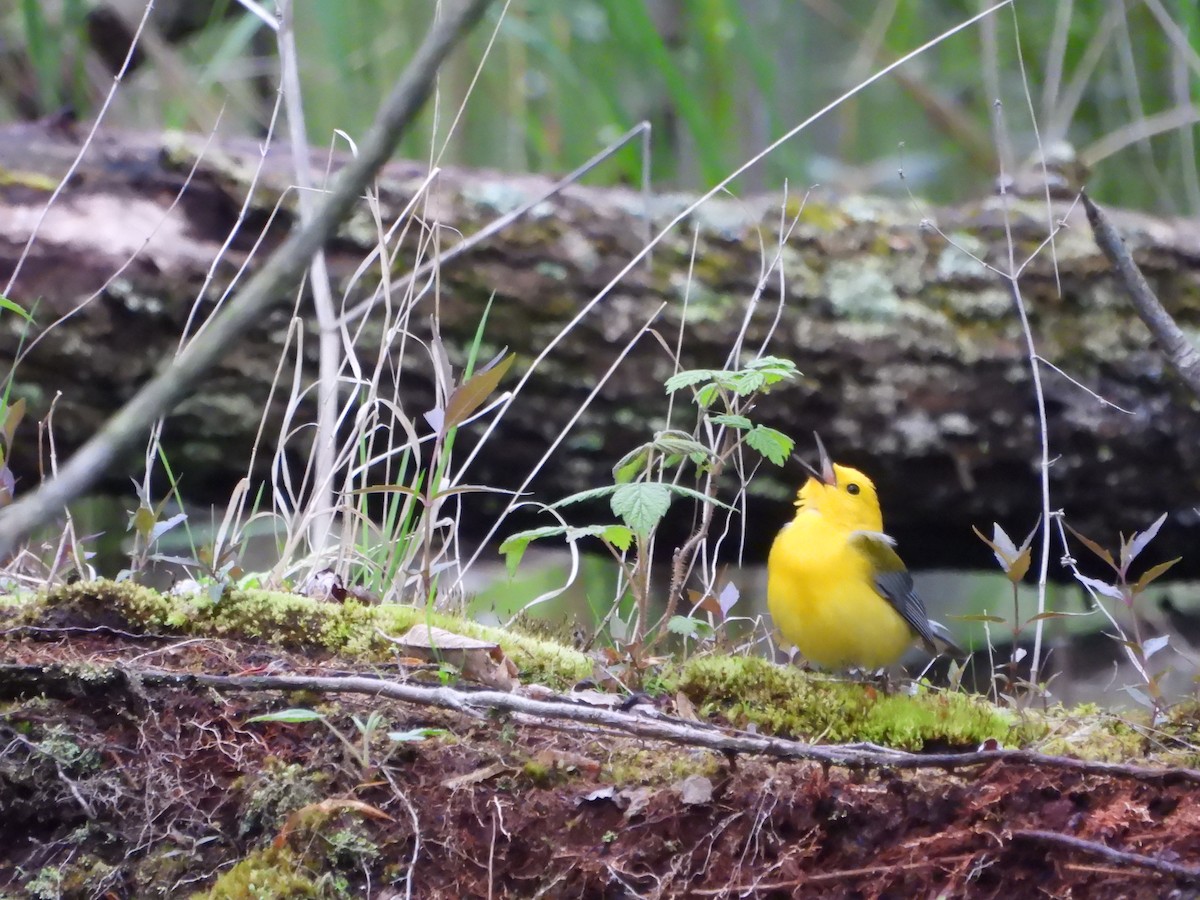 Prothonotary Warbler - ML620460662