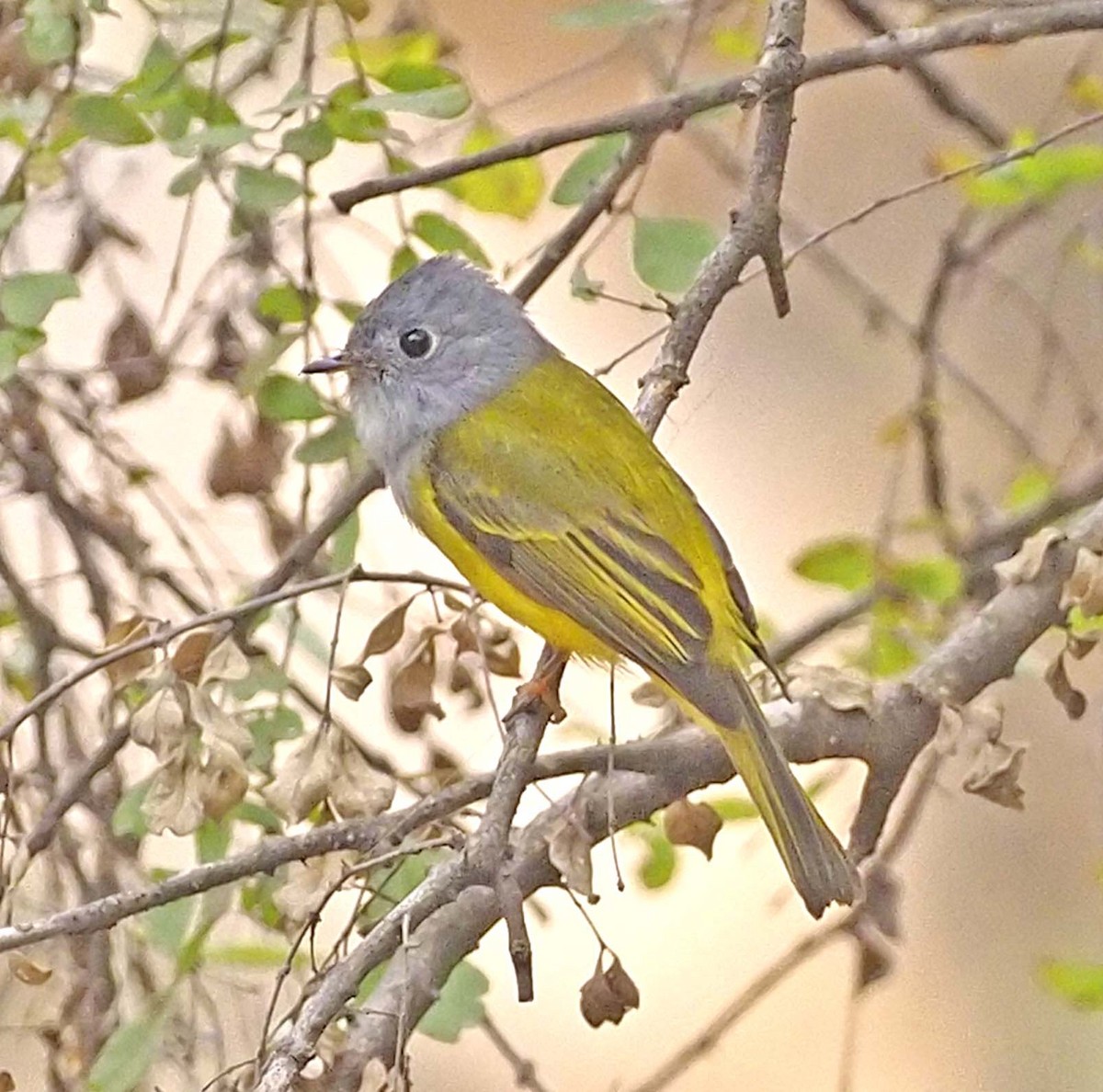 Gray-headed Canary-Flycatcher - ML620460665