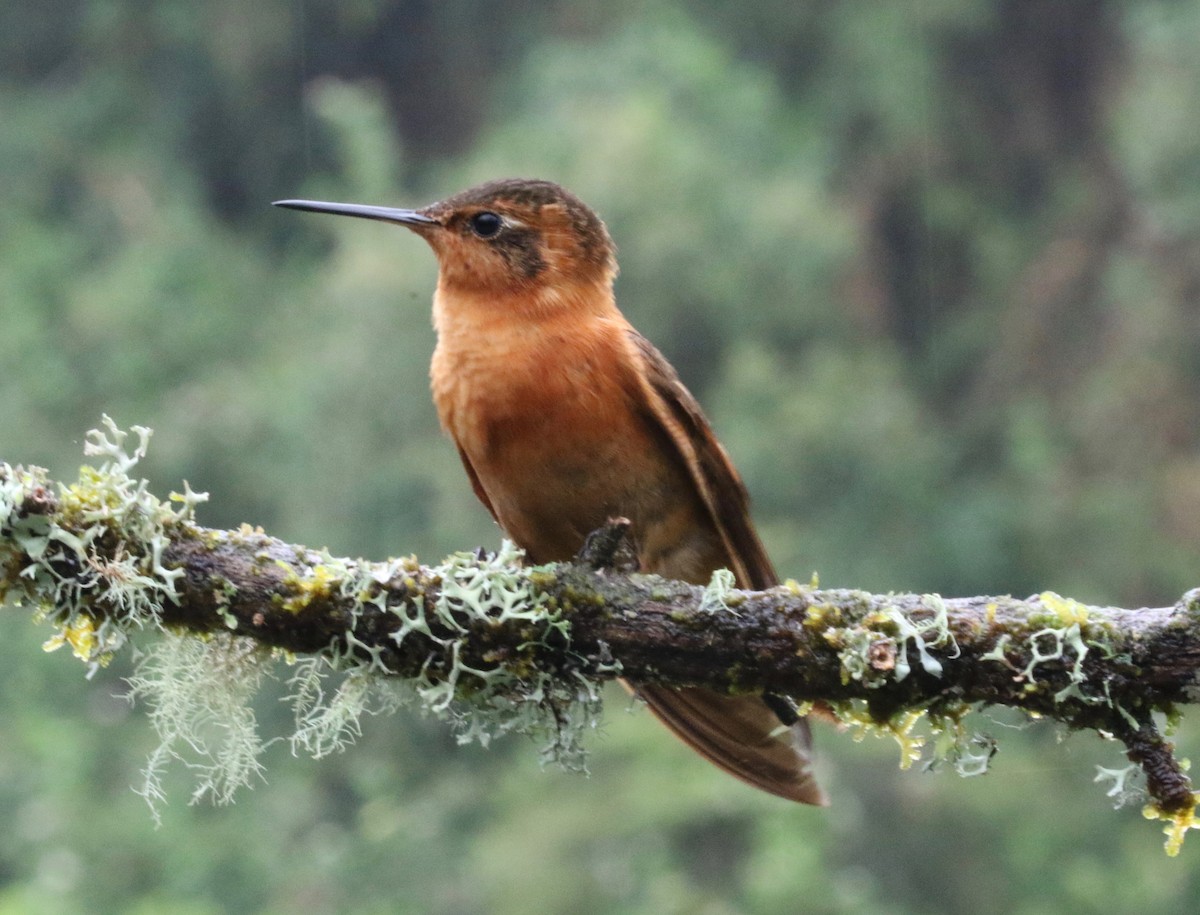 Colibri étincelant - ML620460670