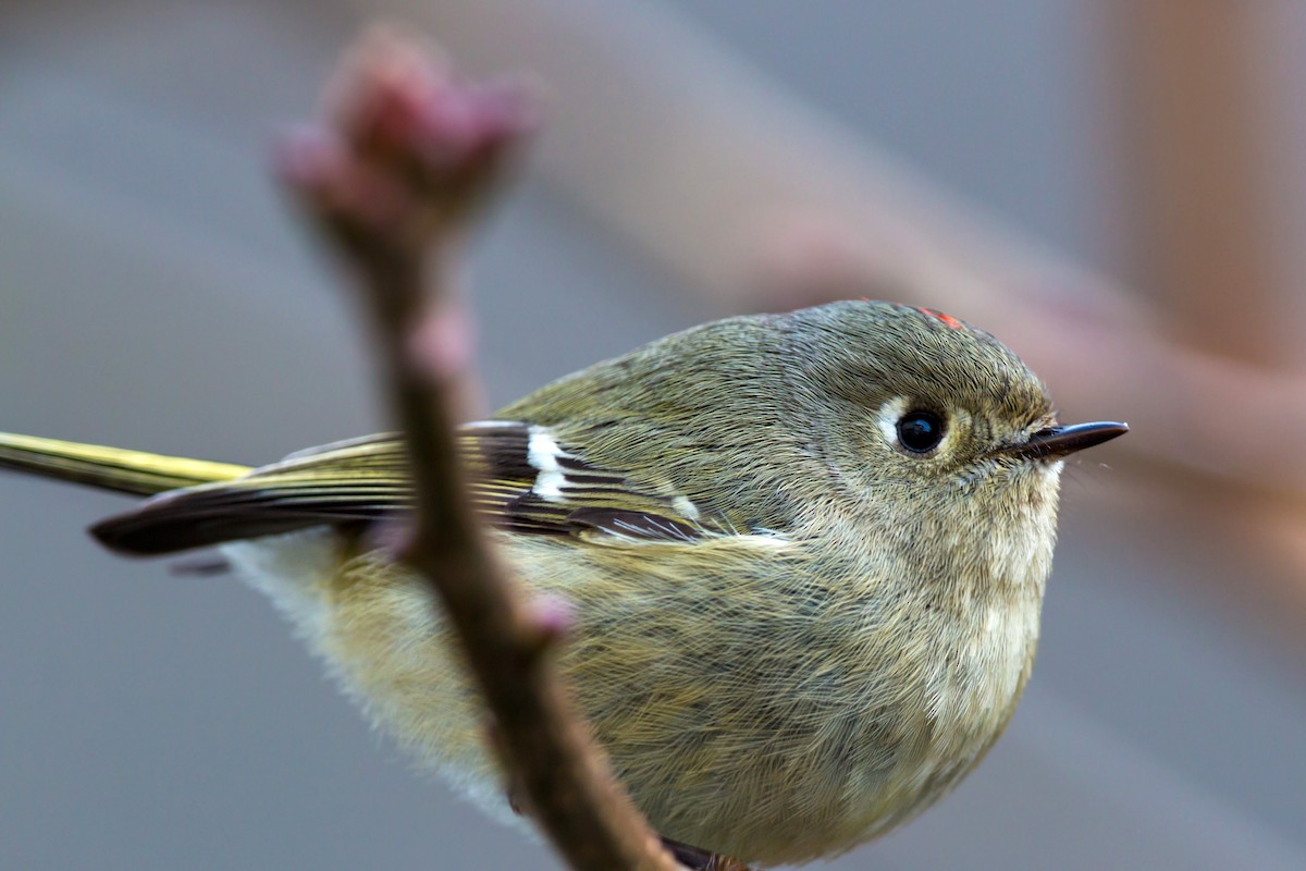 Ruby-crowned Kinglet - ML620460676