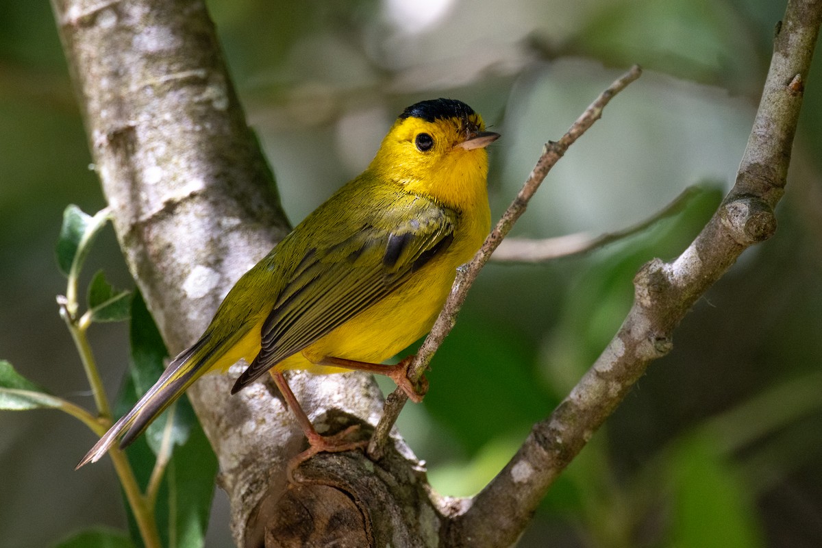 Wilson's Warbler - ML620460689