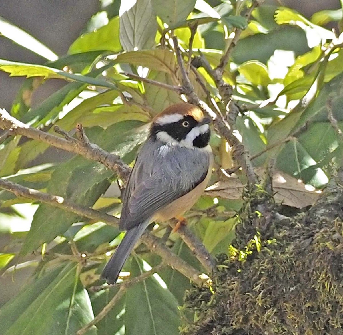 Black-throated Tit - ML620460691