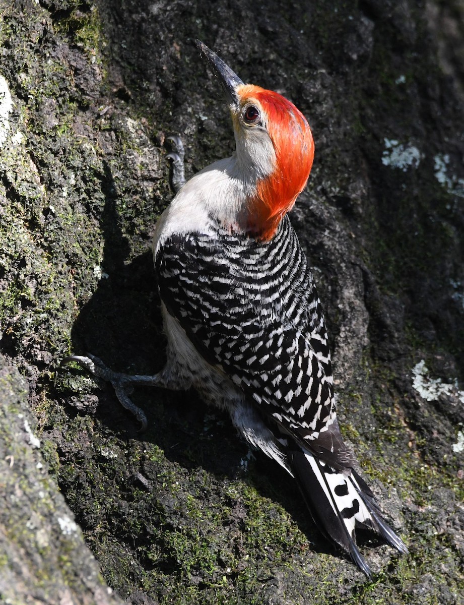 Red-bellied Woodpecker - ML620460692