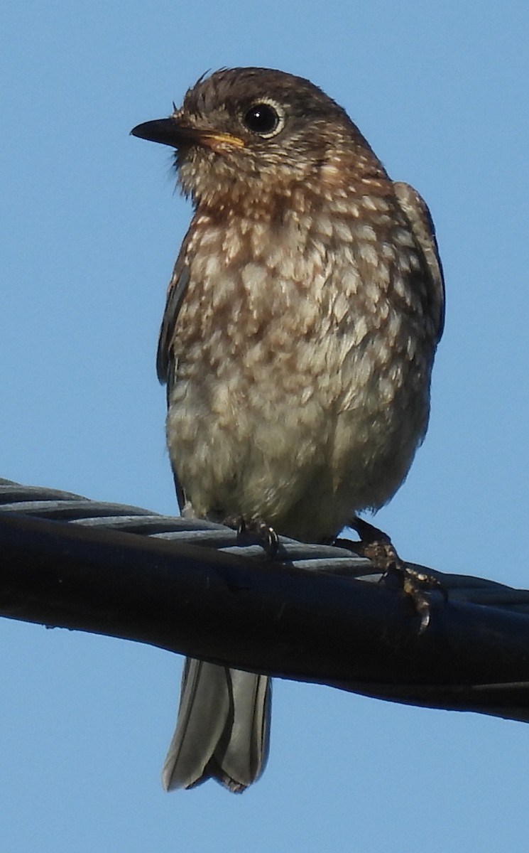 Eastern Bluebird - ML620460694