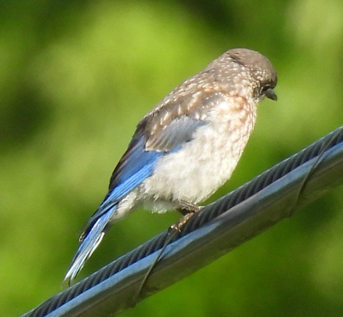 Eastern Bluebird - Jeffrey Blalock