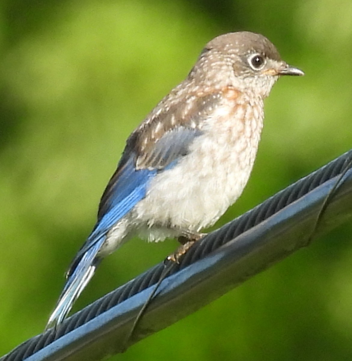 Eastern Bluebird - ML620460697