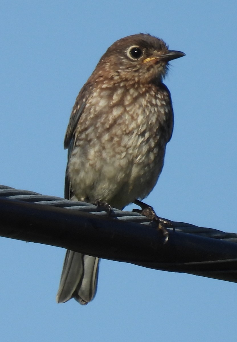 Eastern Bluebird - ML620460698