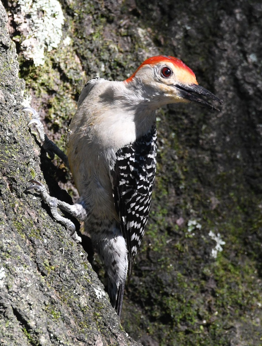 Red-bellied Woodpecker - ML620460704