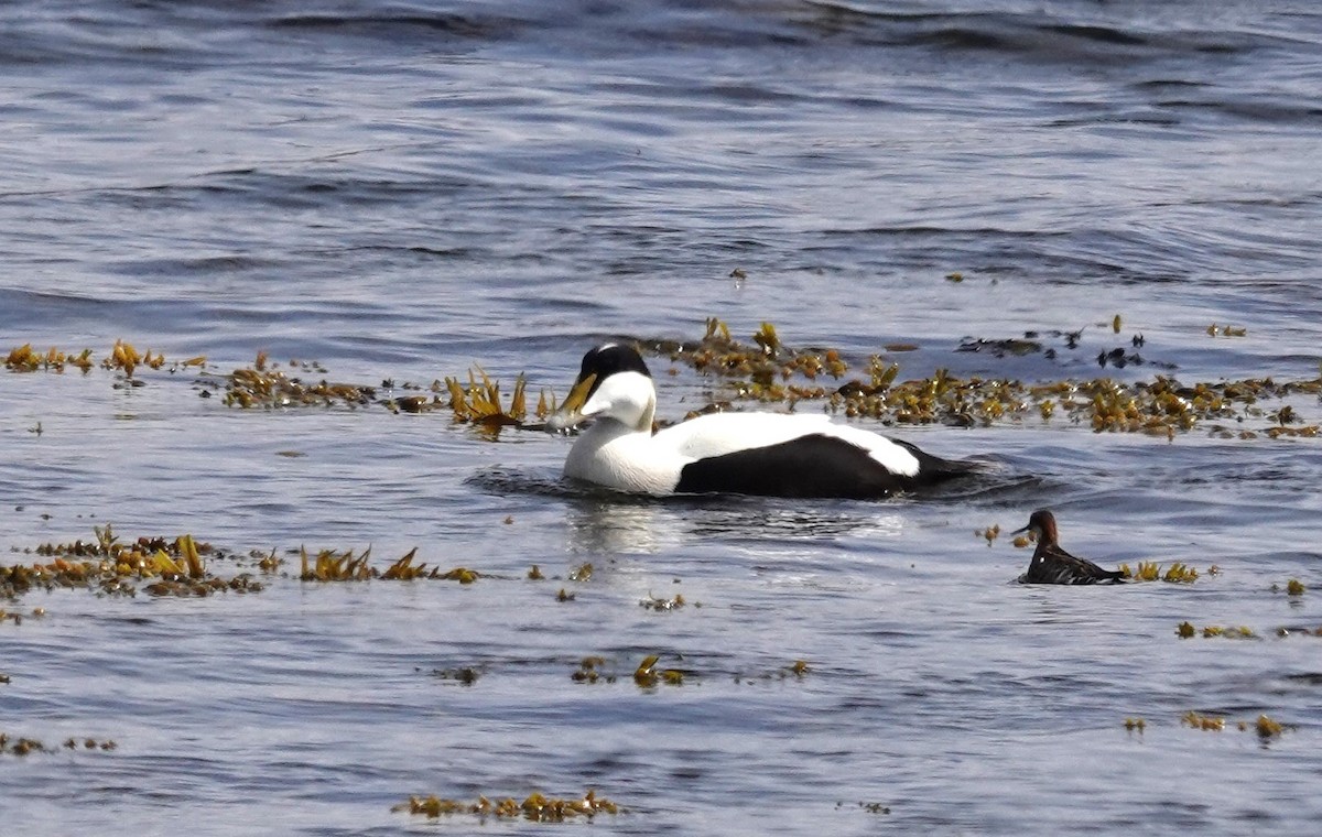 Common Eider - ML620460705