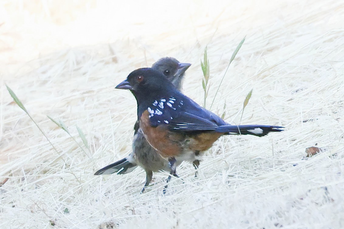 Spotted Towhee - ML620460706