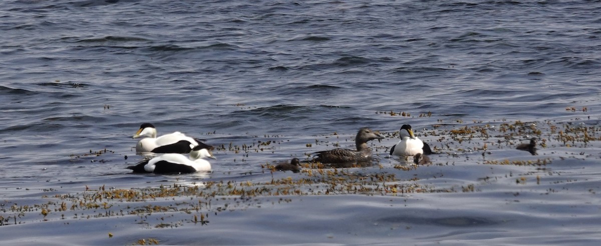 Common Eider - Diane Stinson