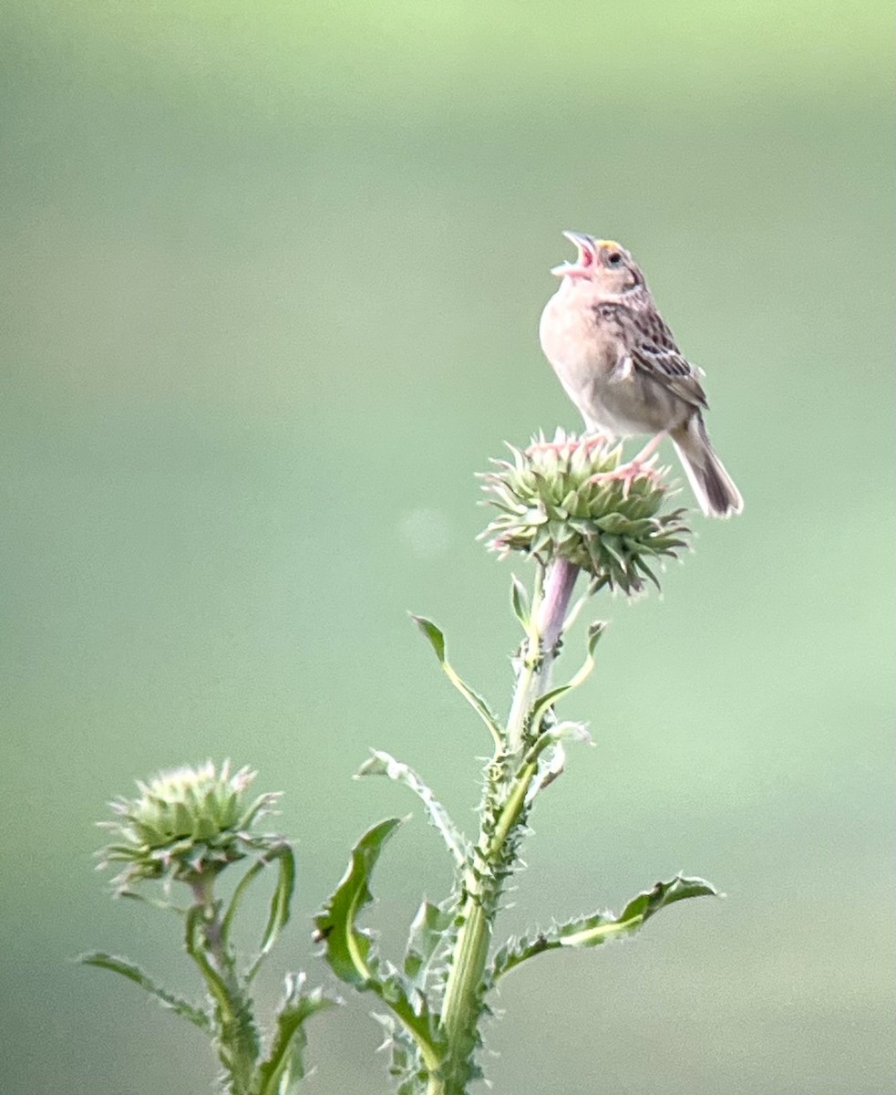 Grasshopper Sparrow - ML620460709