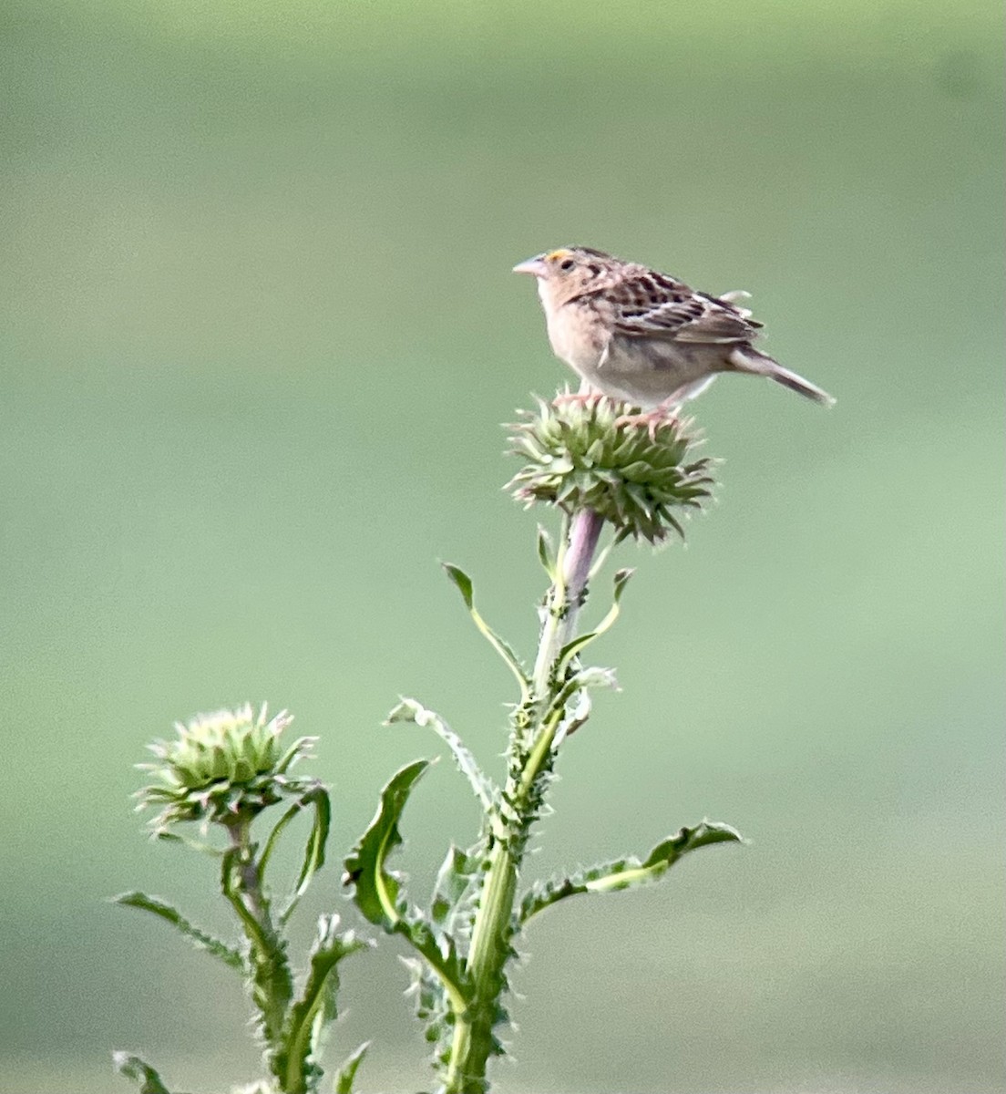 Grasshopper Sparrow - ML620460710