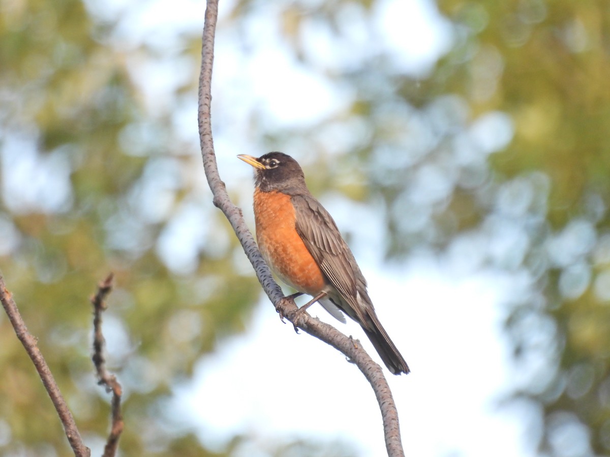 American Robin - ML620460712