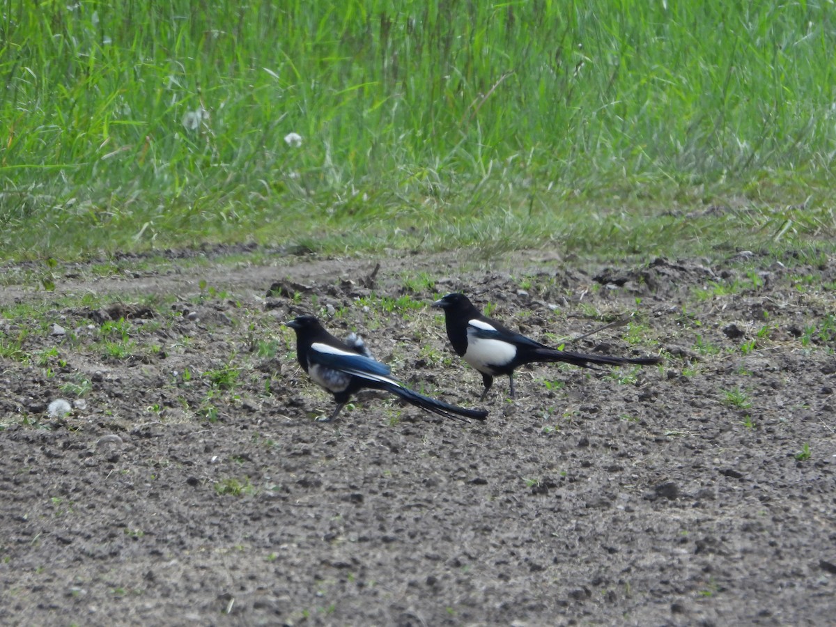 Black-billed Magpie - ML620460713