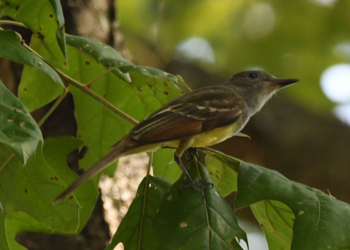 Great Crested Flycatcher - ML620460714