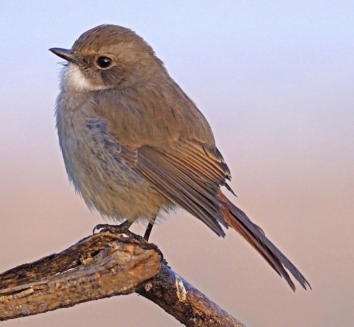 Gray Bushchat - ML620460716