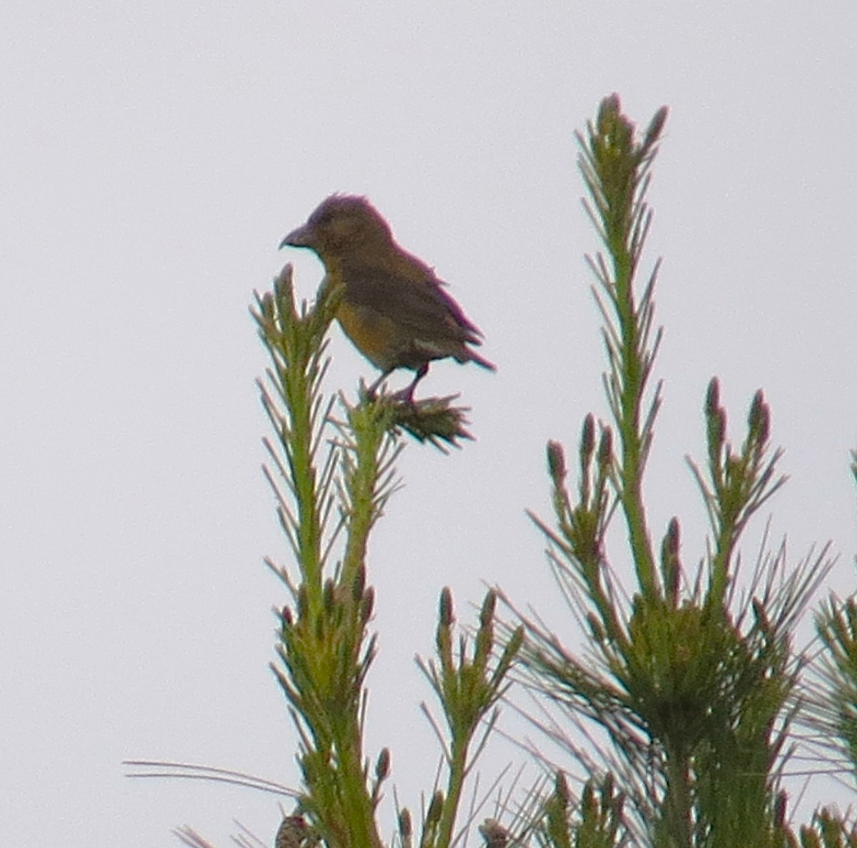 Red Crossbill - ML620460723