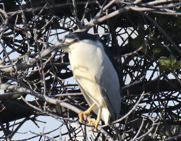 Black-crowned Night Heron - ML620460731