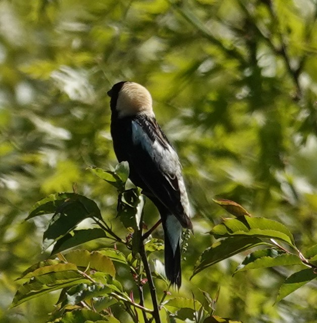 bobolink americký - ML620460733