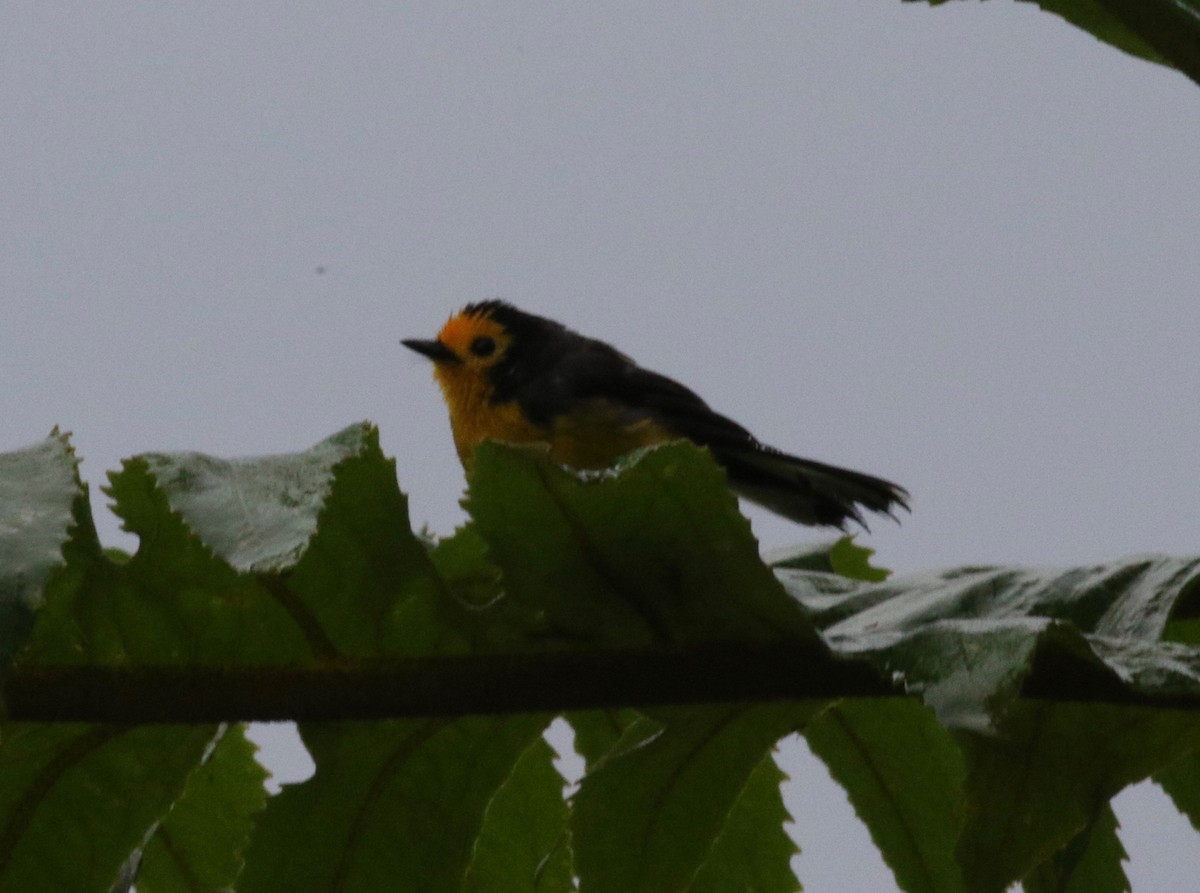 Schwarzohr-Waldsänger (chrysops) - ML620460736