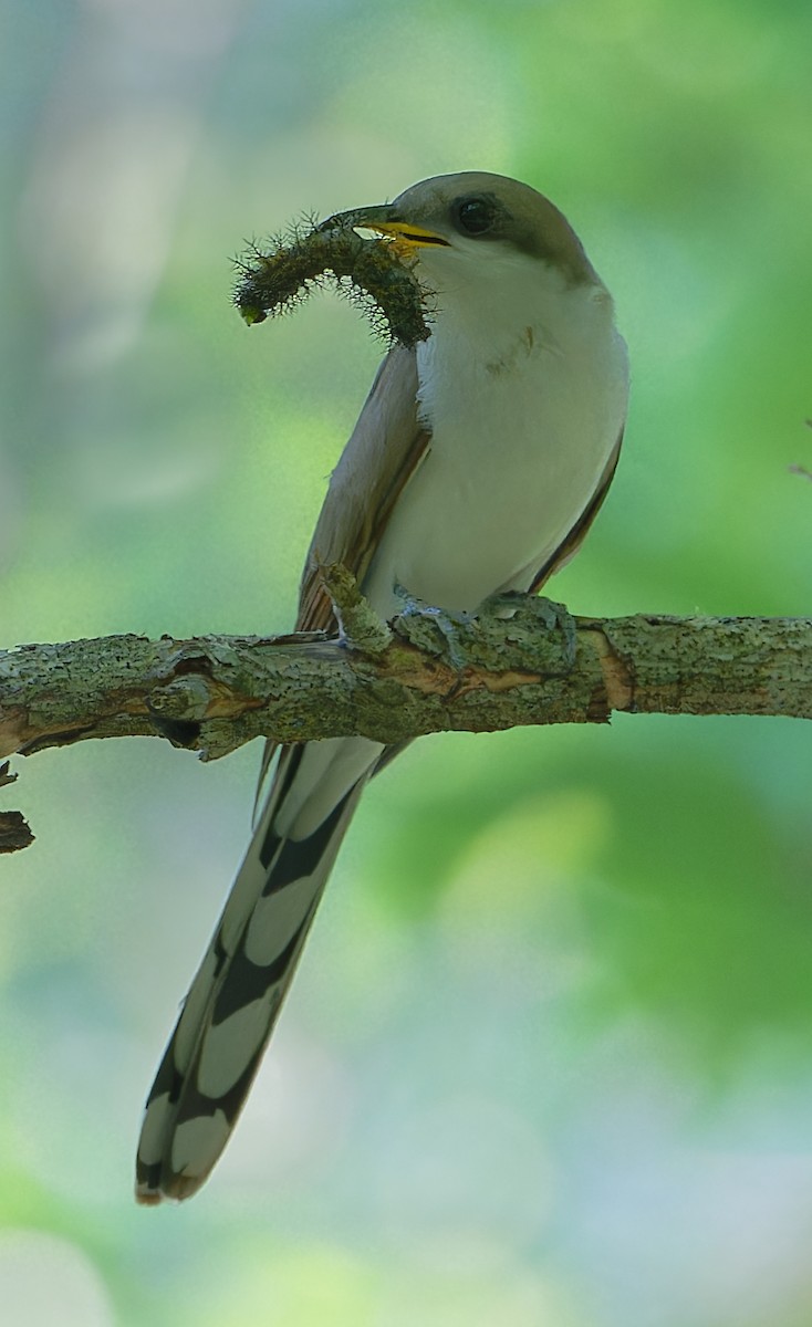 Yellow-billed Cuckoo - ML620460741