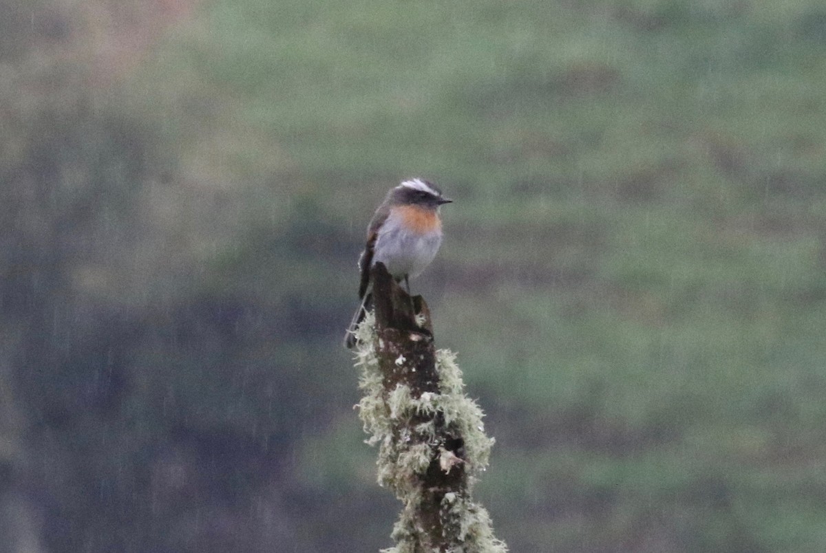 Rufous-breasted Chat-Tyrant - ML620460744