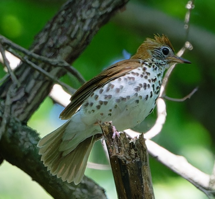 Wood Thrush - ML620460760