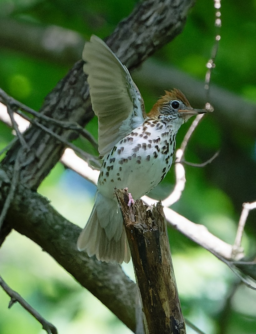 Wood Thrush - ML620460761