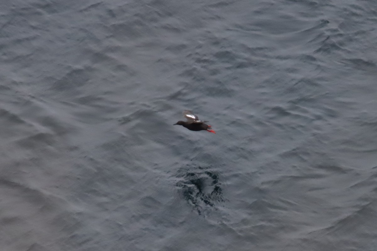 Pigeon Guillemot - ML620460767