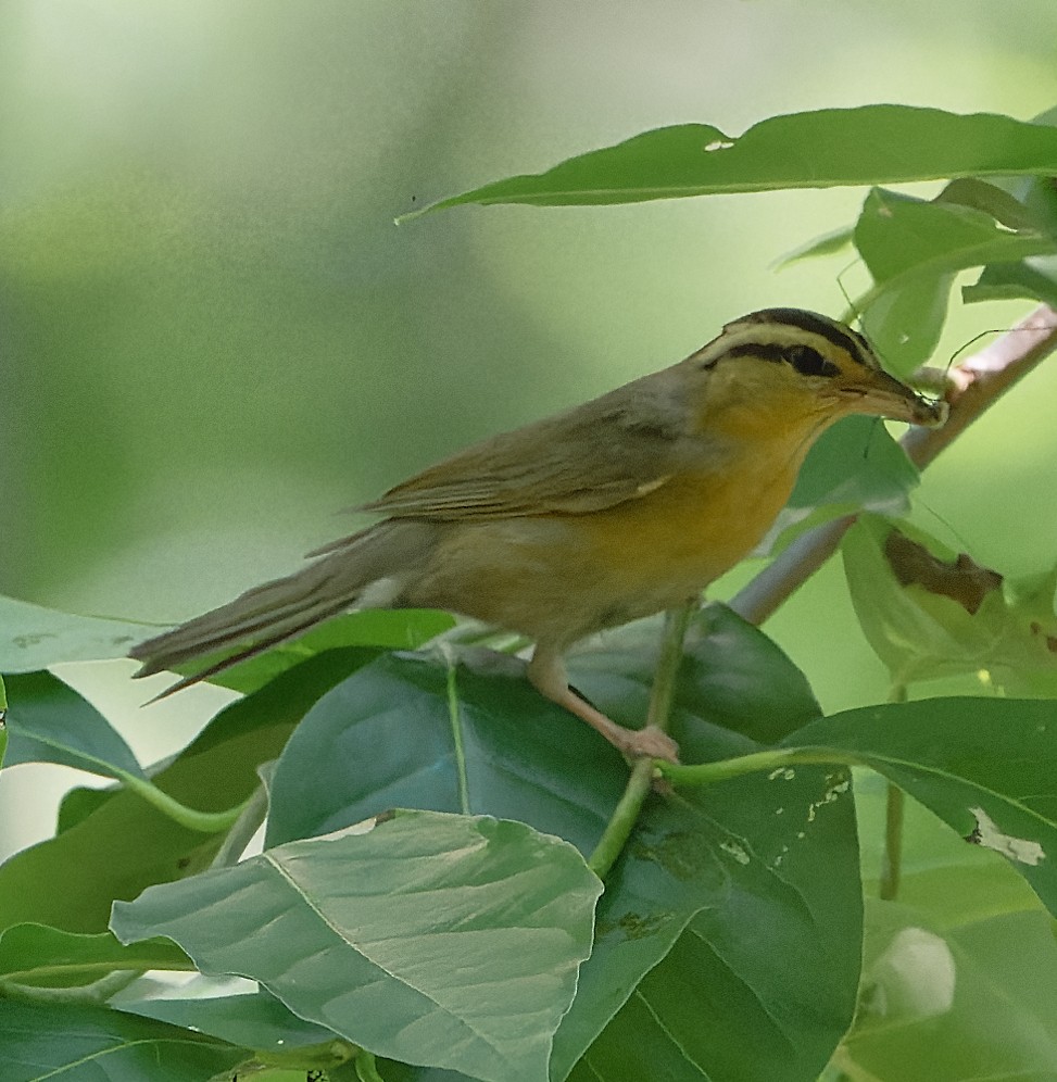 Worm-eating Warbler - Paul Edelman